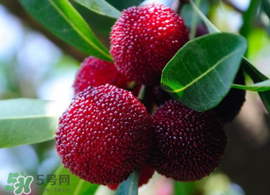 仙居楊梅多少錢一斤？仙居楊梅多少錢一斤2017？