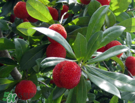 仙居楊梅多少錢一斤？仙居楊梅多少錢一斤2017？