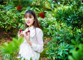 仙居楊梅在哪里？仙居楊梅哪里最好？