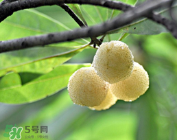 白楊梅多少錢一斤？白楊梅產(chǎn)地