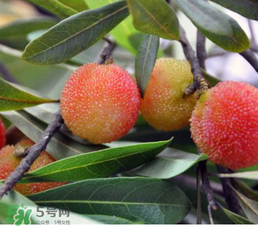 白楊梅多少錢一斤？白楊梅產(chǎn)地