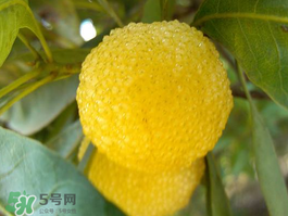 白楊梅可以泡酒嗎？白楊梅泡酒有什么功效？