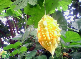 癩葡萄和苦瓜有什么區(qū)別？賴葡萄是苦瓜嗎？