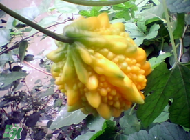 癩葡萄和苦瓜有什么區(qū)別？賴葡萄是苦瓜嗎？