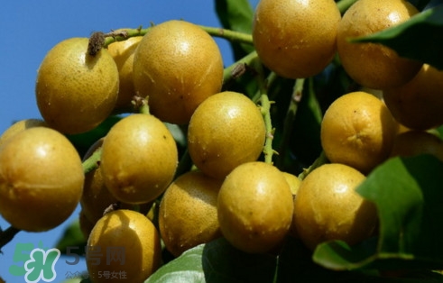 黃皮果怎么吃？黃皮果有什么功效