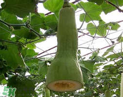 砍瓜種子哪里有賣的？砍瓜多少錢一斤？