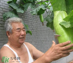 砍瓜種子哪里有賣的？砍瓜多少錢一斤？