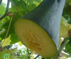 砍瓜種子哪里有賣的？砍瓜多少錢一斤？