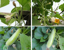 瓠子是什么？瓠子是什么意思？