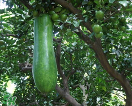 瓠子是什么？瓠子是什么意思？