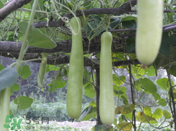 瓠子是西葫蘆嗎？瓠子個(gè)西葫蘆的區(qū)別