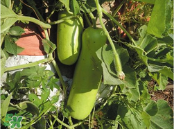 瓠子是西葫蘆嗎？瓠子個(gè)西葫蘆的區(qū)別