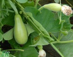 蒲瓜不能和什么一起吃？蒲瓜和什么相克？