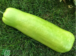 蒲瓜不能和什么一起吃？蒲瓜和什么相克？