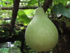 瓠子為什么會(huì)苦？瓠子苦的原因
