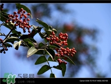 花椒樹(shù)的種植方法 花椒樹(shù)種植