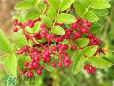 花椒樹(shù)的種植方法 花椒樹(shù)種植