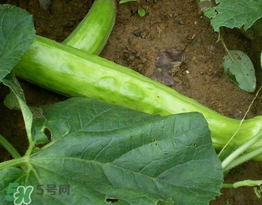 菜瓜多少錢一斤？菜瓜怎么挑？