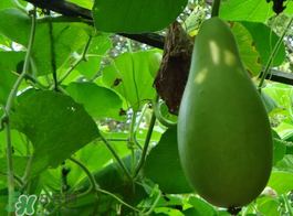 苦瓠子有毒嗎？苦瓠子中毒怎么辦？