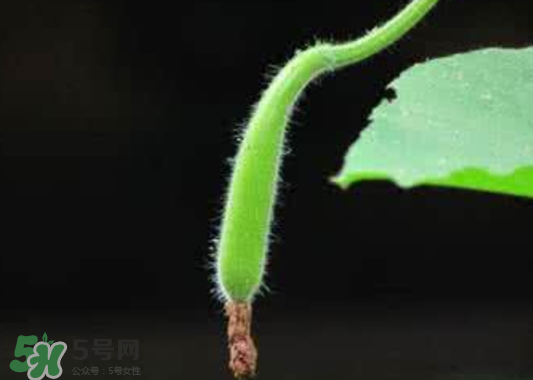 苦瓠子有毒嗎？苦瓠子中毒怎么辦？