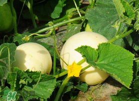 吃梨瓜會(huì)胖嗎？梨瓜熱量高嗎？