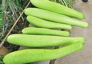 瓠子是什么？瓠子是什么意思？