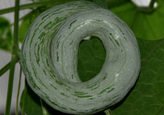 蛇瓜多少錢一斤？蛇瓜種子在哪里買到？