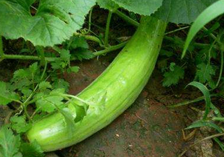 菜瓜多少錢一斤？菜瓜怎么挑？