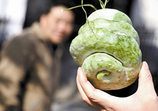 蛇瓜什么時(shí)候種？蛇瓜的種植方法