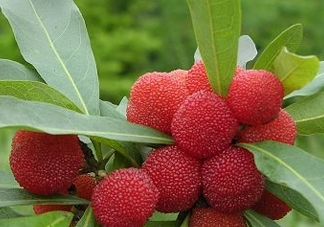 東魁楊梅多少錢一斤？東魁楊梅多少錢一斤2017？