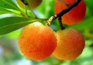 白楊梅多少錢一斤？白楊梅產(chǎn)地