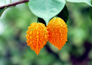 癩葡萄和苦瓜有什么區(qū)別？賴葡萄是苦瓜嗎？