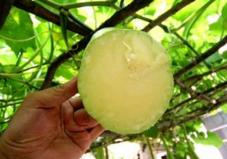 砍瓜種子哪里有賣的？砍瓜多少錢一斤？