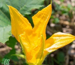 南瓜花怎么洗？南瓜花怎么處理