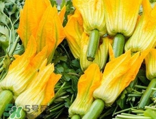 南瓜花花蕊能吃嗎？南瓜花是雌雄同株嗎