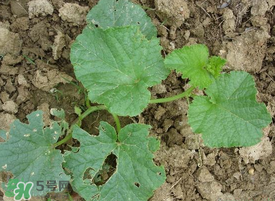 梨瓜怎么種植？梨瓜什么時候種植？