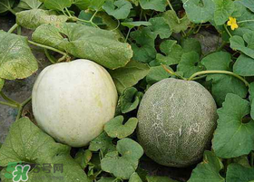 梨瓜怎么種植？梨瓜什么時候種植？