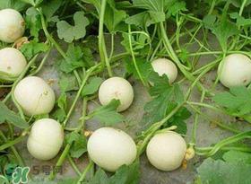 梨瓜怎么種植？梨瓜什么時候種植？