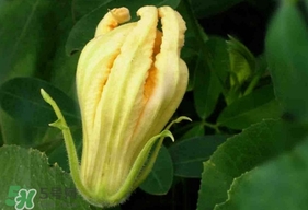 南瓜花怎么洗？南瓜花怎么處理