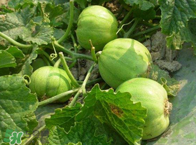 梨瓜是發(fā)物嗎？梨瓜是不是發(fā)物？