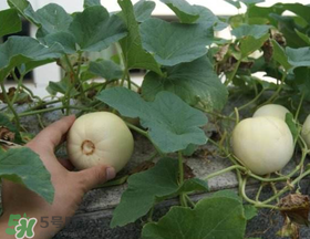 梨瓜是發(fā)物嗎？梨瓜是不是發(fā)物？