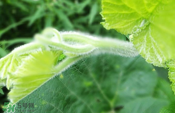 南瓜葉怎么處理？南瓜葉怎么炒？