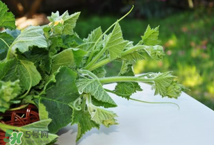 南瓜葉怎么處理？南瓜葉怎么炒？