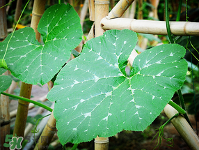 南瓜葉可以生吃嗎？南瓜葉能不能生吃？