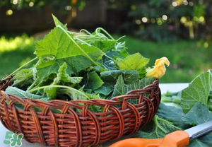 南瓜葉可以生吃嗎？南瓜葉能不能生吃？