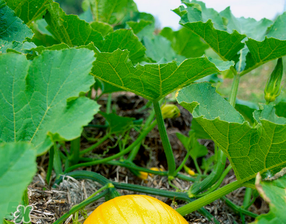 南瓜葉可以生吃嗎？南瓜葉能不能生吃？