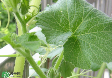 南瓜藤泡水喝能治結(jié)石嗎？南瓜藤泡水喝的功效