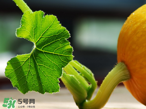 南瓜藤泡水喝能治結(jié)石嗎？南瓜藤泡水喝的功效