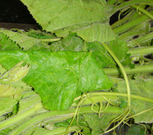 南瓜藤可以和蝦一起吃嗎?南瓜藤和什么相克? 南瓜藤可以和蝦一起吃嗎?南瓜藤和什么相克?