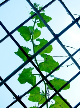 南瓜藤可以和蝦一起吃嗎?南瓜藤和什么相克? 南瓜藤可以和蝦一起吃嗎?南瓜藤和什么相克?